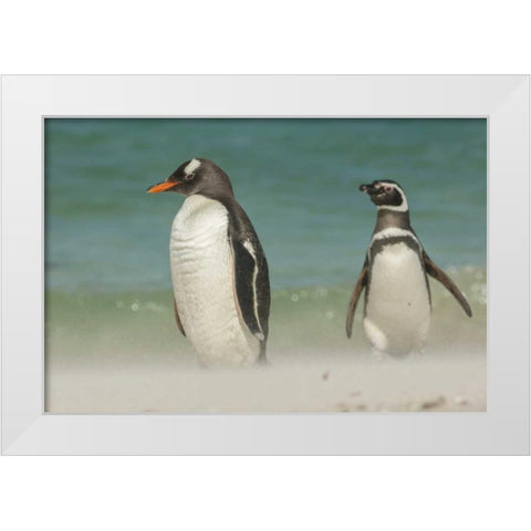 Bleaker Island Gentoo penguins on the beach White Modern Wood Framed Art Print by Illg, Cathy and Gordon