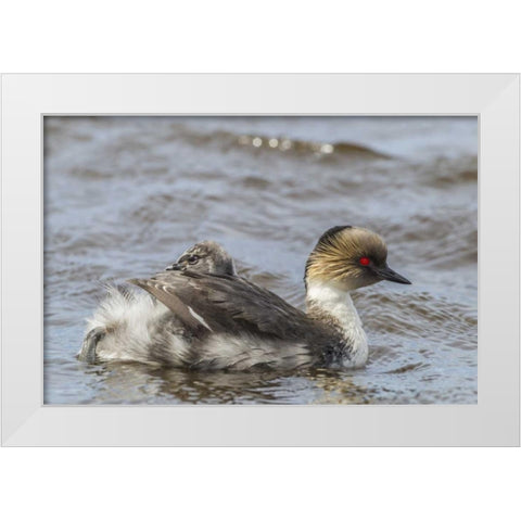 Sea Lion Island Silvery grebe with chick on back White Modern Wood Framed Art Print by Illg, Cathy and Gordon