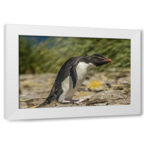 Falkland Islands, Bleaker Is Rockhopper penguin White Modern Wood Framed Art Print by Illg, Cathy and Gordon