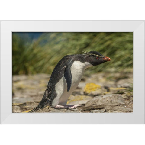 Falkland Islands, Bleaker Is Rockhopper penguin White Modern Wood Framed Art Print by Illg, Cathy and Gordon