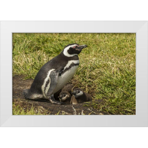 Sea Lion Island Magellanic penguin and chicks White Modern Wood Framed Art Print by Illg, Cathy and Gordon