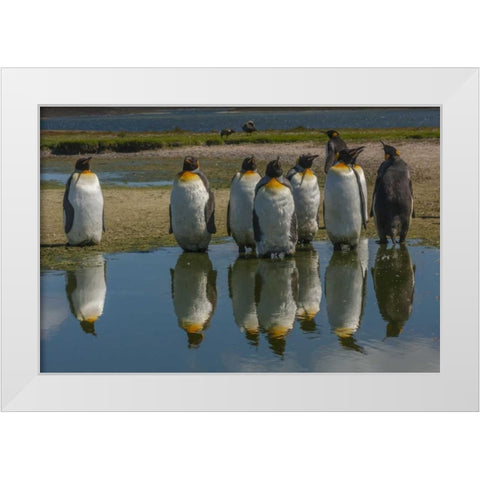East Falkland King penguins reflecting in water White Modern Wood Framed Art Print by Illg, Cathy and Gordon