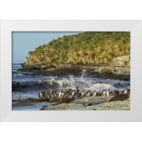 Sea Lion Island Magellanic penguins and surf White Modern Wood Framed Art Print by Illg, Cathy and Gordon