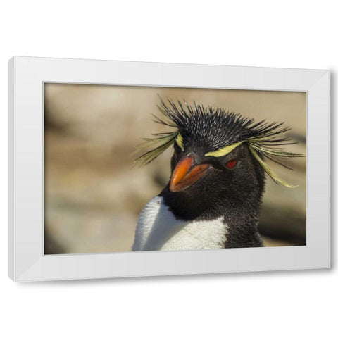 Saunders Island Rockhopper penguin portrait White Modern Wood Framed Art Print by Illg, Cathy and Gordon