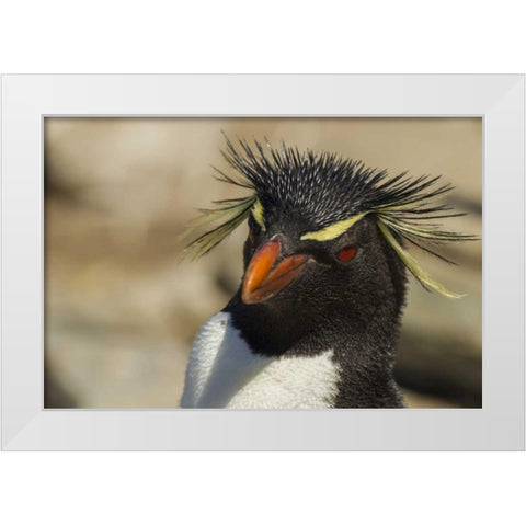 Saunders Island Rockhopper penguin portrait White Modern Wood Framed Art Print by Illg, Cathy and Gordon