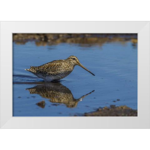Sea Lion Island Magellanic snipe in water White Modern Wood Framed Art Print by Illg, Cathy and Gordon