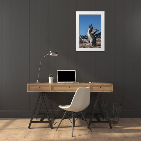 Bleaker Island Rockhopper penguin calling White Modern Wood Framed Art Print by Illg, Cathy and Gordon