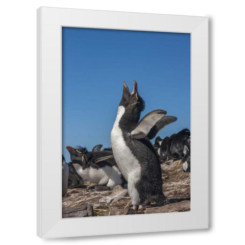 Bleaker Island Rockhopper penguin calling White Modern Wood Framed Art Print by Illg, Cathy and Gordon