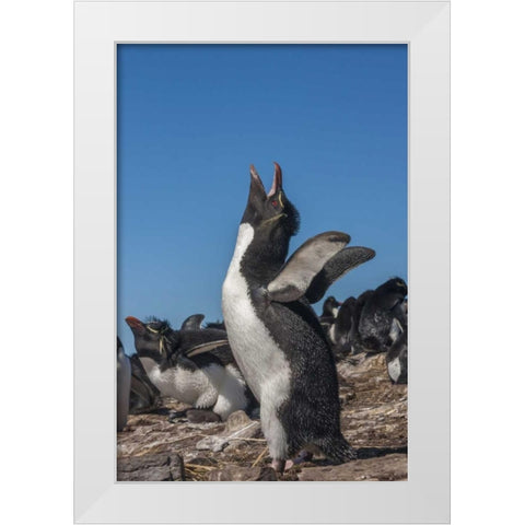 Bleaker Island Rockhopper penguin calling White Modern Wood Framed Art Print by Illg, Cathy and Gordon