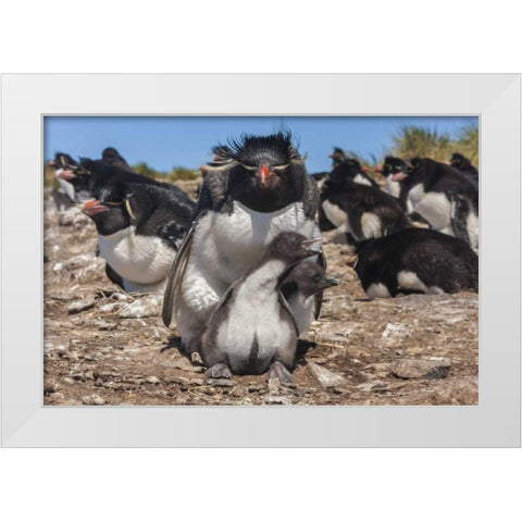 Bleaker Island Rockhopper penguin and chicks White Modern Wood Framed Art Print by Illg, Cathy and Gordon