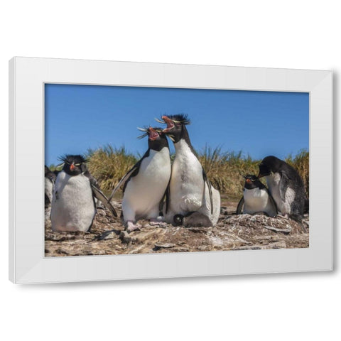 Bleaker Island Rockhopper penguins sing duet White Modern Wood Framed Art Print by Illg, Cathy and Gordon