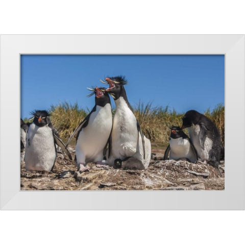 Bleaker Island Rockhopper penguins sing duet White Modern Wood Framed Art Print by Illg, Cathy and Gordon