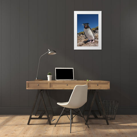 Falkland Islands, Bleaker Is Rockhopper penguin White Modern Wood Framed Art Print by Illg, Cathy and Gordon