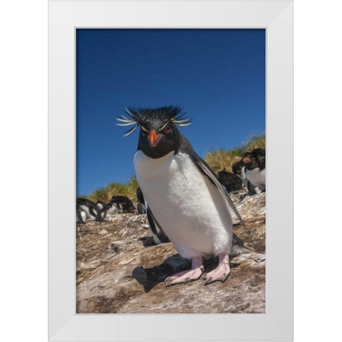 Falkland Islands, Bleaker Is Rockhopper penguin White Modern Wood Framed Art Print by Illg, Cathy and Gordon