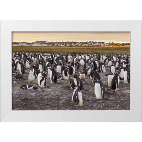 Sea Lion Island Gentoo penguins colony White Modern Wood Framed Art Print by Illg, Cathy and Gordon