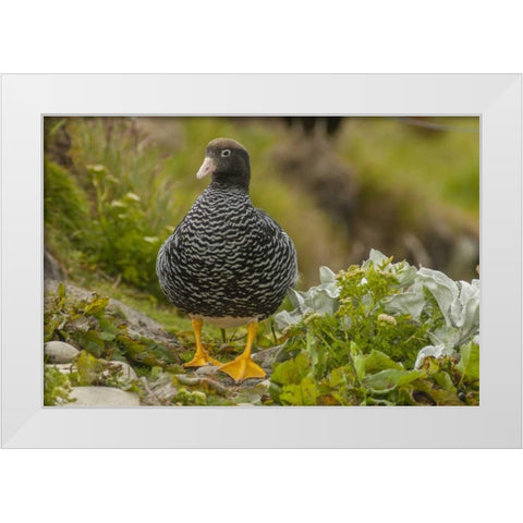 Falkland Islands, Carcass Island Kelp goose White Modern Wood Framed Art Print by Illg, Cathy and Gordon