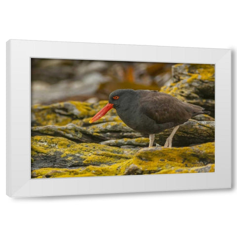 Carcass Island Blackish oystercatcher White Modern Wood Framed Art Print by Illg, Cathy and Gordon