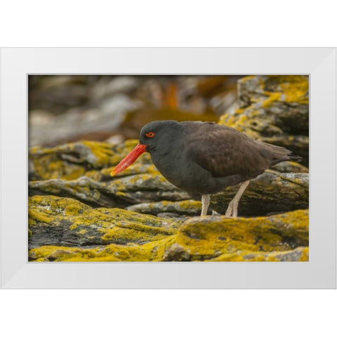 Carcass Island Blackish oystercatcher White Modern Wood Framed Art Print by Illg, Cathy and Gordon
