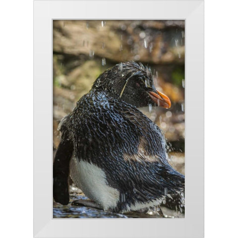 Saunders Island Rockhopper penguin bathing White Modern Wood Framed Art Print by Illg, Cathy and Gordon
