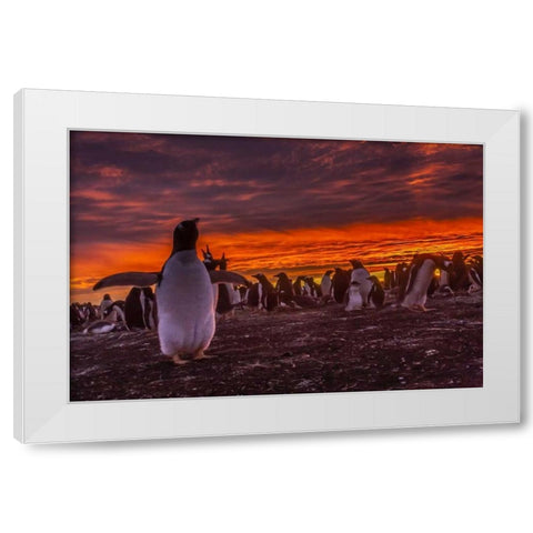 Sea Lion Island Gentoo penguin colony at sunset White Modern Wood Framed Art Print by Illg, Cathy and Gordon