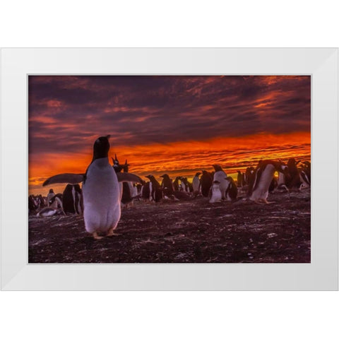Sea Lion Island Gentoo penguin colony at sunset White Modern Wood Framed Art Print by Illg, Cathy and Gordon