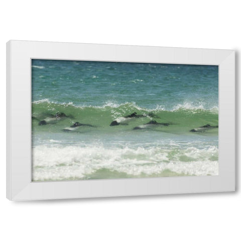 Saunders Island Commersons dolphins swimming White Modern Wood Framed Art Print by Illg, Cathy and Gordon