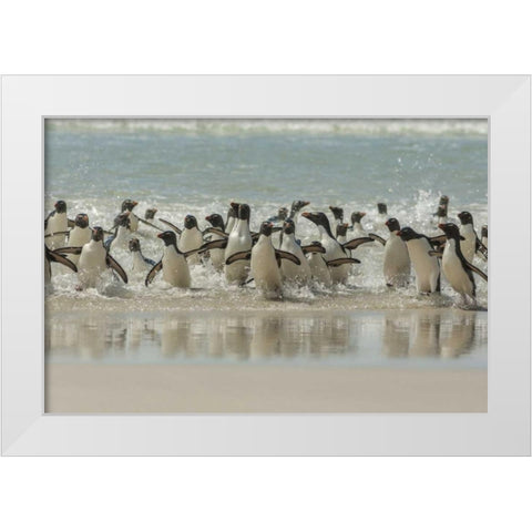 Saunders Island Rockhopper penguins returning White Modern Wood Framed Art Print by Illg, Cathy and Gordon