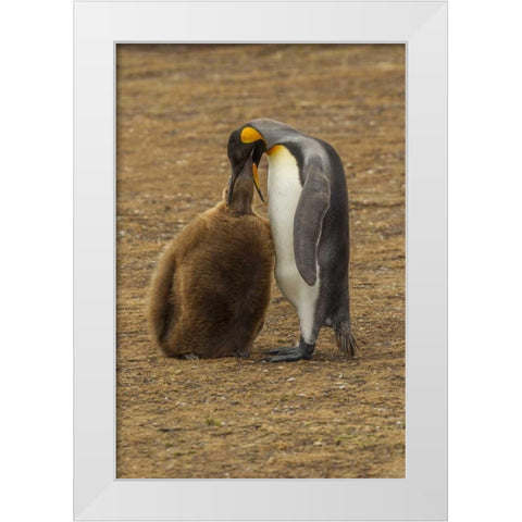 East Falkland King penguin parent feeding chick White Modern Wood Framed Art Print by Illg, Cathy and Gordon