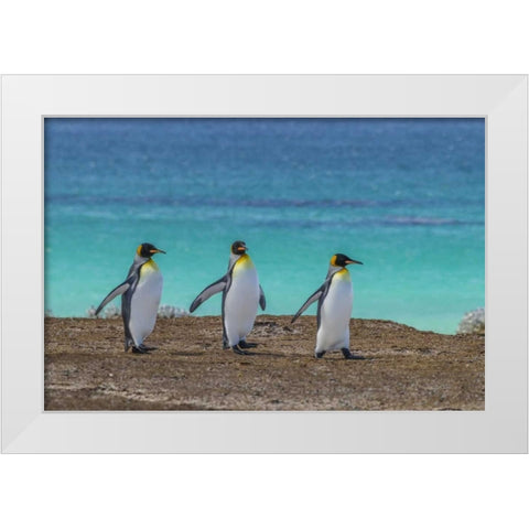 East Falkland King penguins walking White Modern Wood Framed Art Print by Illg, Cathy and Gordon