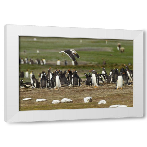 East Falkland Kelp gull over Gentoo penguins White Modern Wood Framed Art Print by Illg, Cathy and Gordon