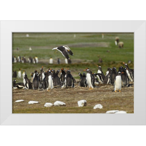 East Falkland Kelp gull over Gentoo penguins White Modern Wood Framed Art Print by Illg, Cathy and Gordon
