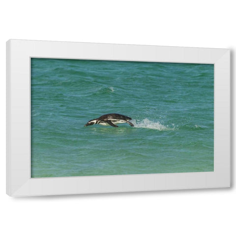 Bleaker Island Magellanic penguin breaching White Modern Wood Framed Art Print by Illg, Cathy and Gordon