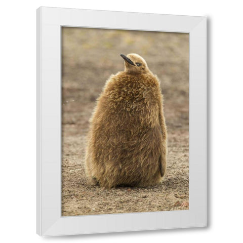 East Falkland, Saunders Isl King penguin chick White Modern Wood Framed Art Print by Illg, Cathy and Gordon