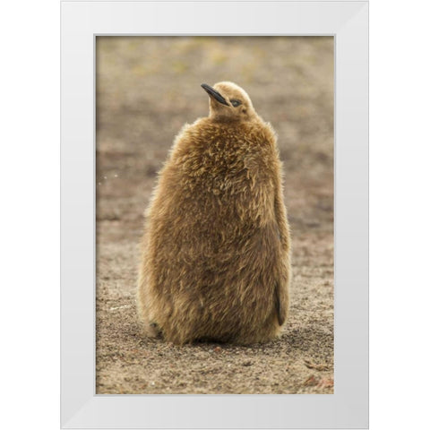 East Falkland, Saunders Isl King penguin chick White Modern Wood Framed Art Print by Illg, Cathy and Gordon