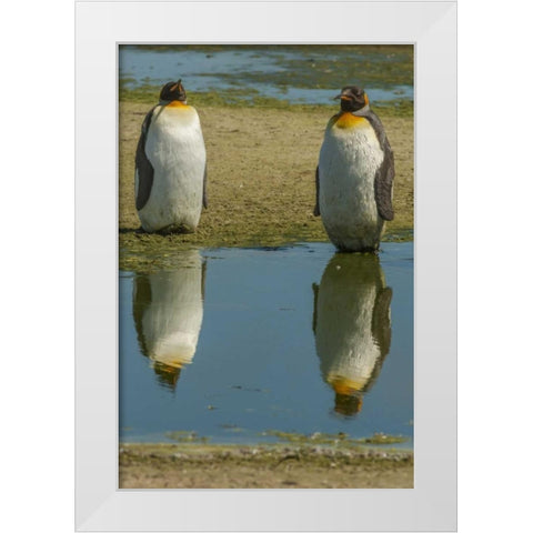 East Falkland King penguins reflecting in water White Modern Wood Framed Art Print by Illg, Cathy and Gordon