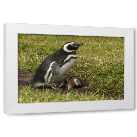 Sea Lion Island Magellanic penguin and chicks White Modern Wood Framed Art Print by Illg, Cathy and Gordon