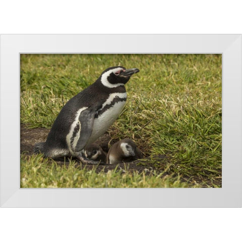 Sea Lion Island Magellanic penguin and chicks White Modern Wood Framed Art Print by Illg, Cathy and Gordon