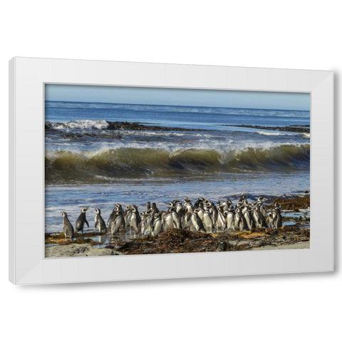 Sea Lion Island Magellanic penguins and surf White Modern Wood Framed Art Print by Illg, Cathy and Gordon