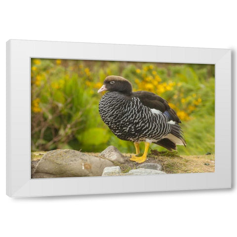 Falkland Islands, Carcass Island Kelp goose White Modern Wood Framed Art Print by Illg, Cathy and Gordon