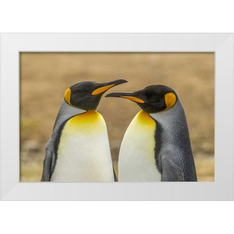 East Falkland Pair of king penguins White Modern Wood Framed Art Print by Illg, Cathy and Gordon