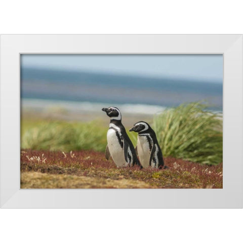 Sea Lion Island Two Magellanic penguins White Modern Wood Framed Art Print by Illg, Cathy and Gordon