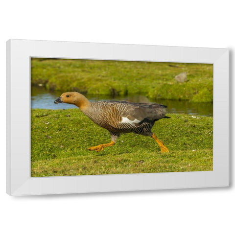 Bleaker Island Female upland goose running White Modern Wood Framed Art Print by Illg, Cathy and Gordon