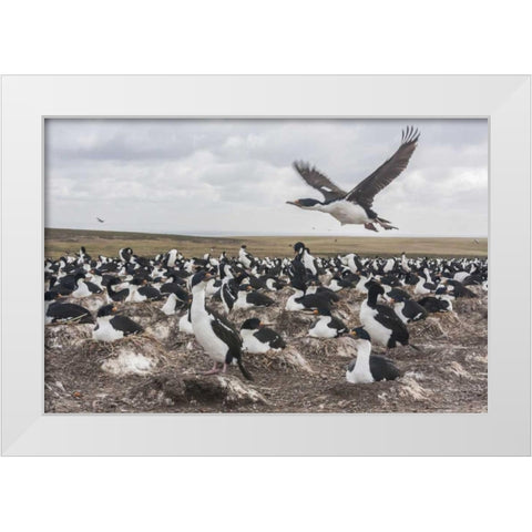 Bleaker Island Imperial shag nesting colony White Modern Wood Framed Art Print by Illg, Cathy and Gordon