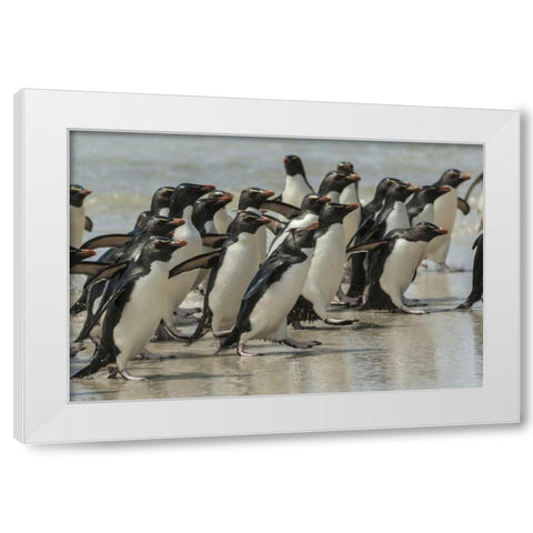 Saunders Island Rockhopper penguins returning White Modern Wood Framed Art Print by Illg, Cathy and Gordon