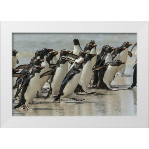 Saunders Island Rockhopper penguins returning White Modern Wood Framed Art Print by Illg, Cathy and Gordon