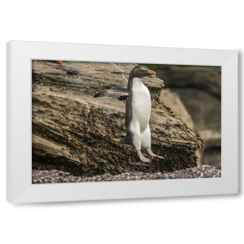 Saunders Island Rockhopper penguin hopping White Modern Wood Framed Art Print by Illg, Cathy and Gordon