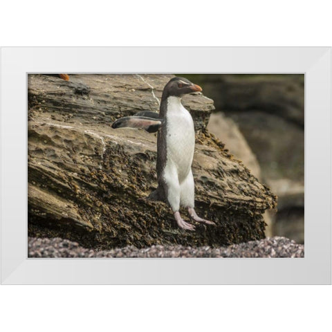 Saunders Island Rockhopper penguin hopping White Modern Wood Framed Art Print by Illg, Cathy and Gordon