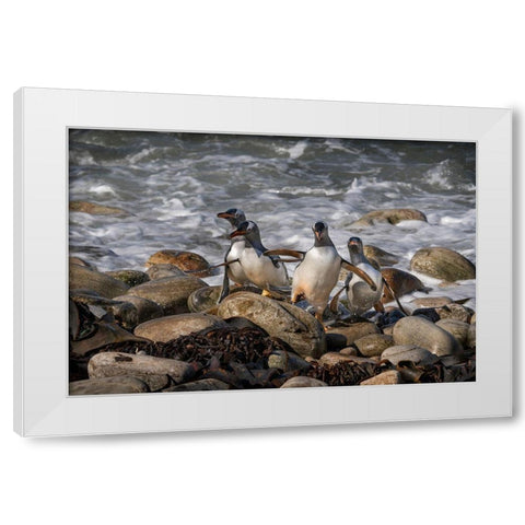 Falkland Islands-Grave Cove Gentoo penguins returning from ocean  White Modern Wood Framed Art Print by Jaynes Gallery