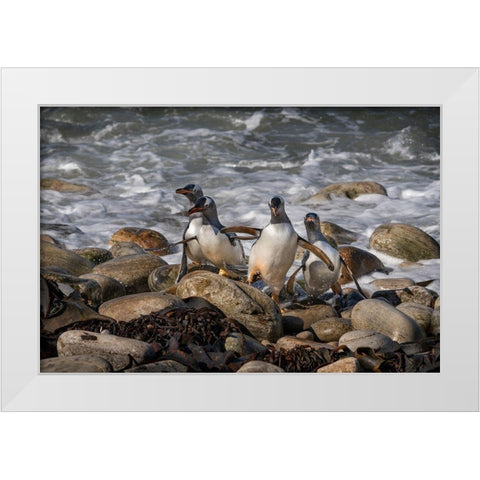 Falkland Islands-Grave Cove Gentoo penguins returning from ocean  White Modern Wood Framed Art Print by Jaynes Gallery