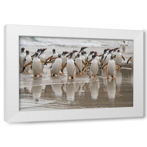 Falkland Islands-Grave Cove Gentoo penguins emerging from ocean  White Modern Wood Framed Art Print by Jaynes Gallery